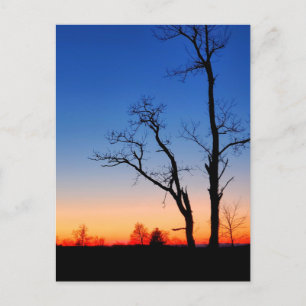 Sonnenuntergang durch die Bäume Postkarte
