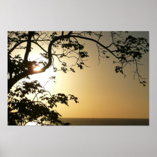 Sonnenuntergang durch die Tropenfotografie der Bäu Poster