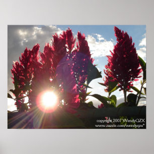 Sonnenuntergang-Flamme Flowers* Poster