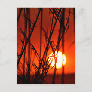 Sonnenuntergang hinter dem Bambus Postkarte