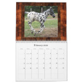 SONNENUNTERGANG-HÜGELAPPALOOSAS (VERBESSERT) KALENDER (Feb 2026)