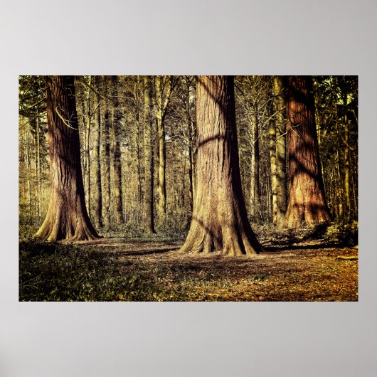 Sonnenuntergang im Wald Poster (Vorne)