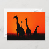 Sonnenuntergang in Afrika Postkarte (Vorne/Hinten)