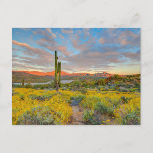 Sonnenuntergang in der Wüstenlandschaft Postkarte