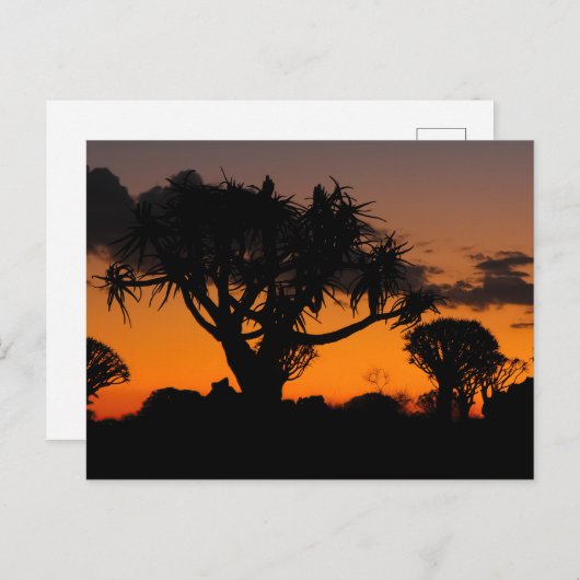 Sonnenuntergang in Namibia Postkarte (Vorne/Hinten)