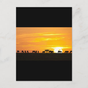 Sonnenuntergang in Serengeti Postkarte