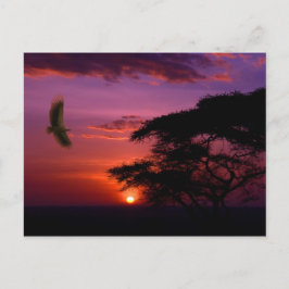 Sonnenuntergang in Serengeti, Tansania Postkarte