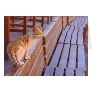 Sonnenuntergang-Miezekatze