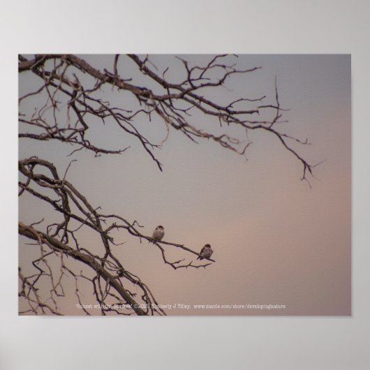 Sonnenuntergang mit den Shrikes Poster (Vorne)