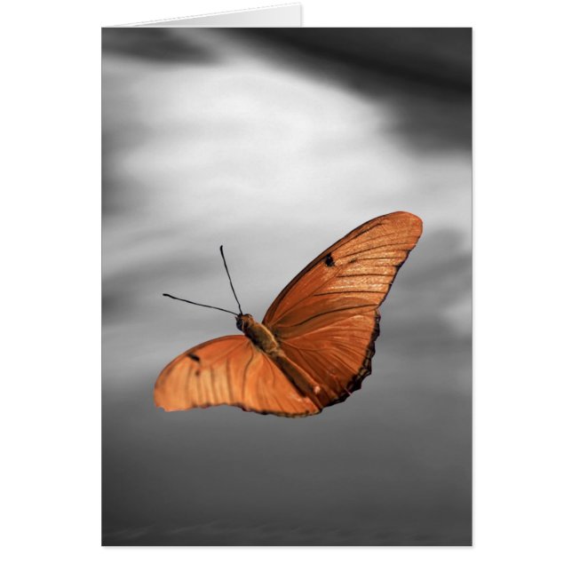 Sonnenuntergang mit Schmetterling (Vorne)