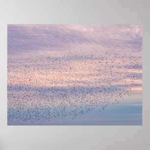 Sonnenuntergang-Murmuration-Poster Poster