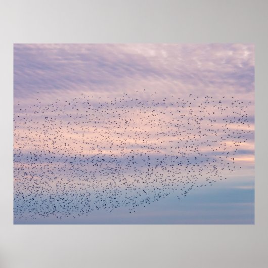 Sonnenuntergang-Murmuration-Poster Poster (Vorne)
