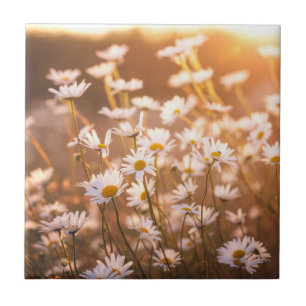 Sonnenuntergang-Ochsenauge-Gänseblümchen Fliese