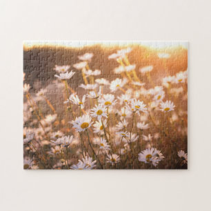 Sonnenuntergang-Ochsenauge-Gänseblümchen Puzzle