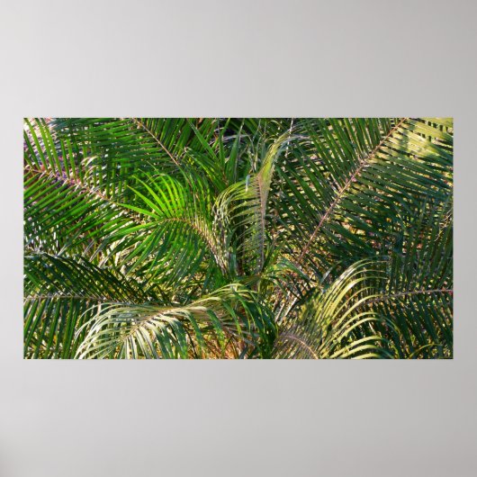 Sonnenuntergang Palm Fronds Tropical Poster (Vorne)
