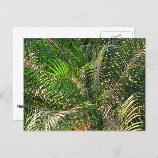 Sonnenuntergang Palm Fronds Tropical Postkarte (Vorne/Hinten)