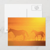 Sonnenuntergang Postkarte (Vorne/Hinten)