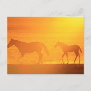 Sonnenuntergang Postkarte