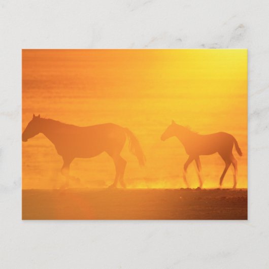 Sonnenuntergang Postkarte (Vorderseite)