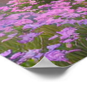 Sonnenuntergang Reflektionen auf dem Cherry Blosso Poster (Ecke)