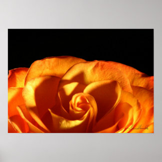 Sonnenuntergang Rose Poster