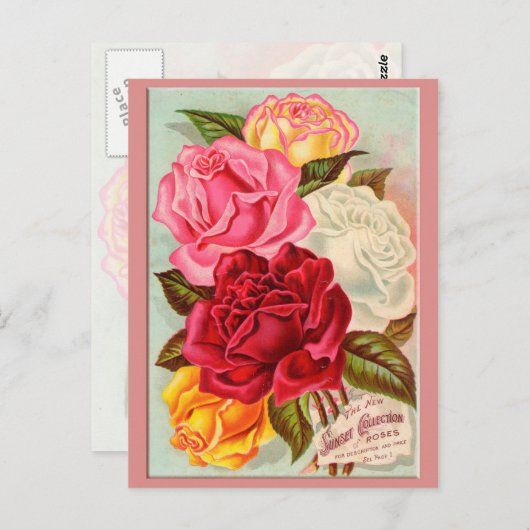 Sonnenuntergang Rose Postkarte (Vorne/Hinten)