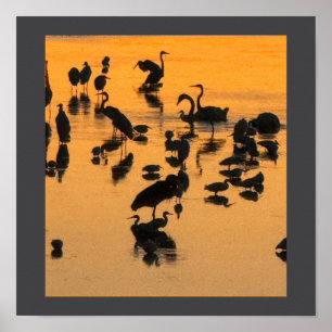 Sonnenuntergang-Silhouette des Vogelplakats Poster