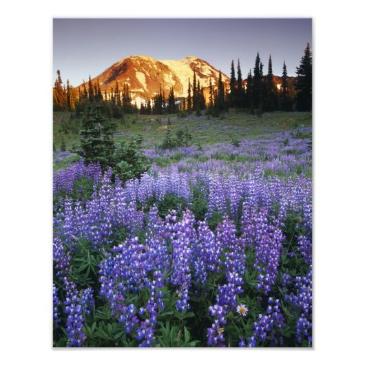 Sonnenuntergang über Adams und einer subalpinen Wi Fotodruck (Vorne)