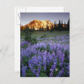 Sonnenuntergang über Adams und einer subalpinen Wi Postkarte (Vorne/Hinten)