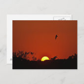 Sonnenuntergang über dem Sumpf Postkarte (Vorne/Hinten)