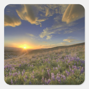 Sonnenuntergang über den Bitterroot Mountains und Quadratischer Aufkleber