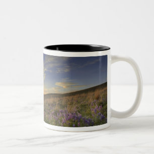 Sonnenuntergang über den Bitterroot Mountains und Zweifarbige Tasse