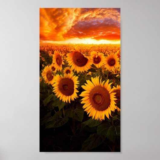 Sonnenuntergang über Sonnenblumen Poster (Vorne)