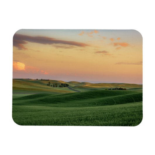 Sonnenuntergang über Weizenfeldern | Washingtoner Magnet (Horizontal)