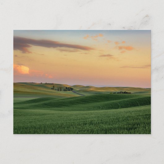 Sonnenuntergang über Weizenfeldern | Washingtoner Postkarte (Vorderseite)