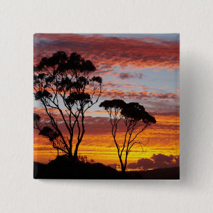 Sonnenuntergang und Gummibaum, Binalong Bay, Bay o Button