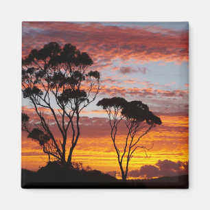 Sonnenuntergang und Gummibaum, Binalong Bay, Bay o Magnet