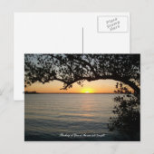 Sonnenuntergang unter Baum Postkarte (Vorne/Hinten)