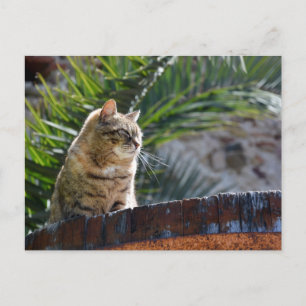 Sonnenverwöhnte Freiluft-Tabbykatze entspannt auf Postkarte