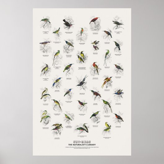 Sonnenvögel - Naturalist's Library Poster (Vorne)