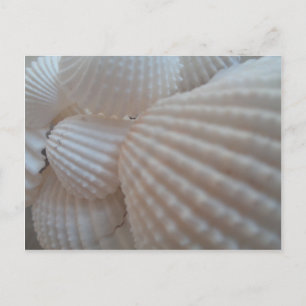 Sonnenweiße Muscheln, Sea Muschel Beach Sommer Lie Postkarte