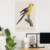 Sonnenzügelara oder Sonnensittich Aratinga solstit Poster (Heimbüro)