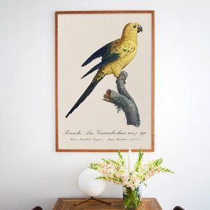 Sonnenzügelara oder Sonnensittich Aratinga solstit Poster