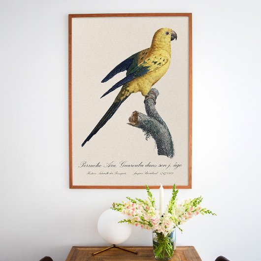 Sonnenzügelara oder Sonnensittich Aratinga solstit Poster