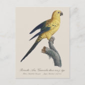 Sonnenzügelara oder Sonnensittich Aratinga solstit Postkarte (Vorderseite)
