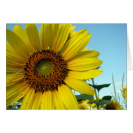 sonnig