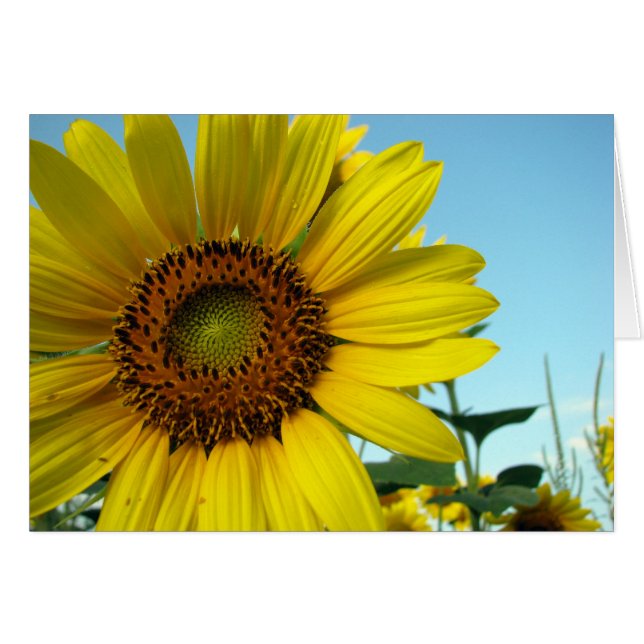 sonnig (Vorderseite (Horizontal))