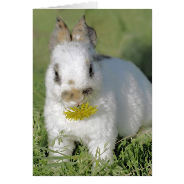 Sonnig mit Blume (Vorne)