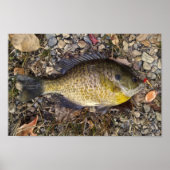 sonnig poster (Vorne)