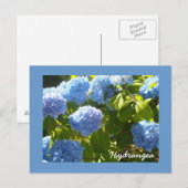 Sonnige Blaue Hortensie Postkarte (Vorne/Hinten)